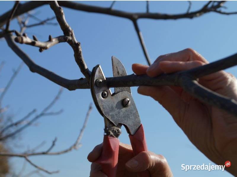 przycinanie ksztaltowanie drzewek krzewow pomorskie