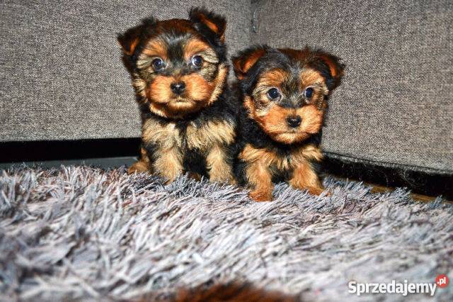 Sprzedam piękne YORKI