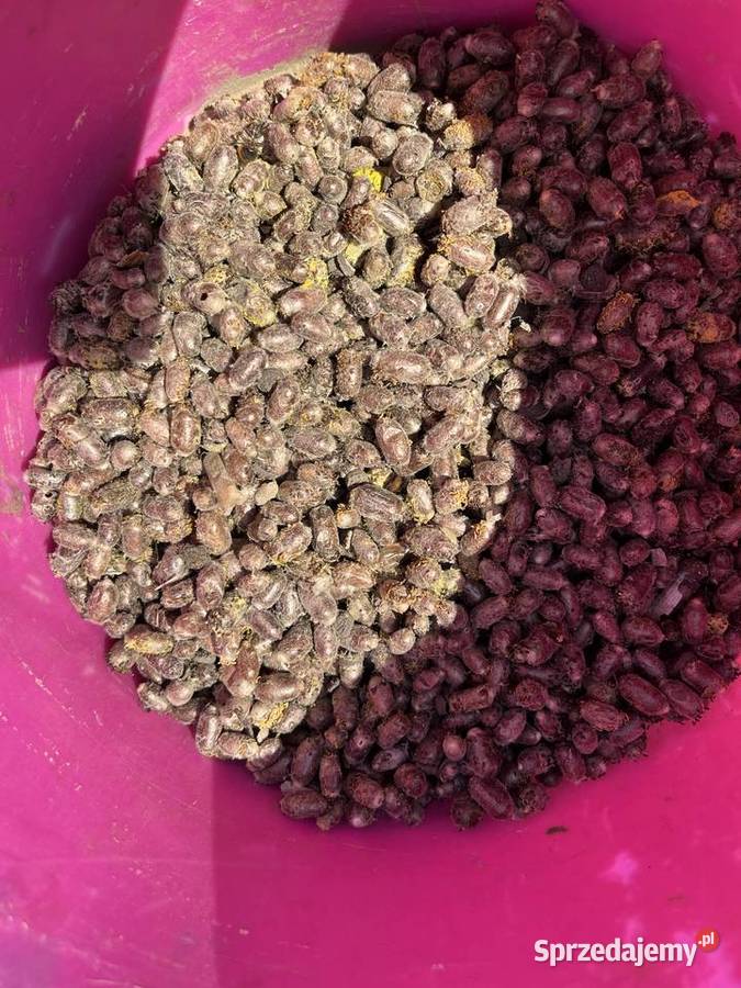 Sprzedam pszczoły murarki sprzedam