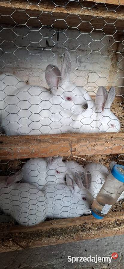 Kroliki kalifornijskie Szlichtyngowa