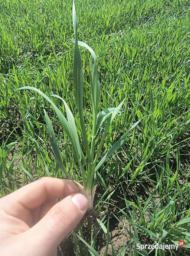 Owies Jary 2025 Ładny Miedźno