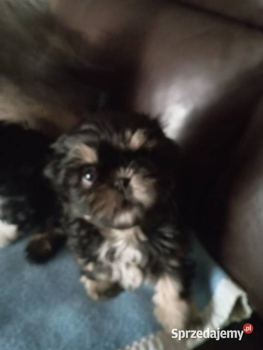 Szczeniaki rasy shih tzu Shih Tzu Olesno