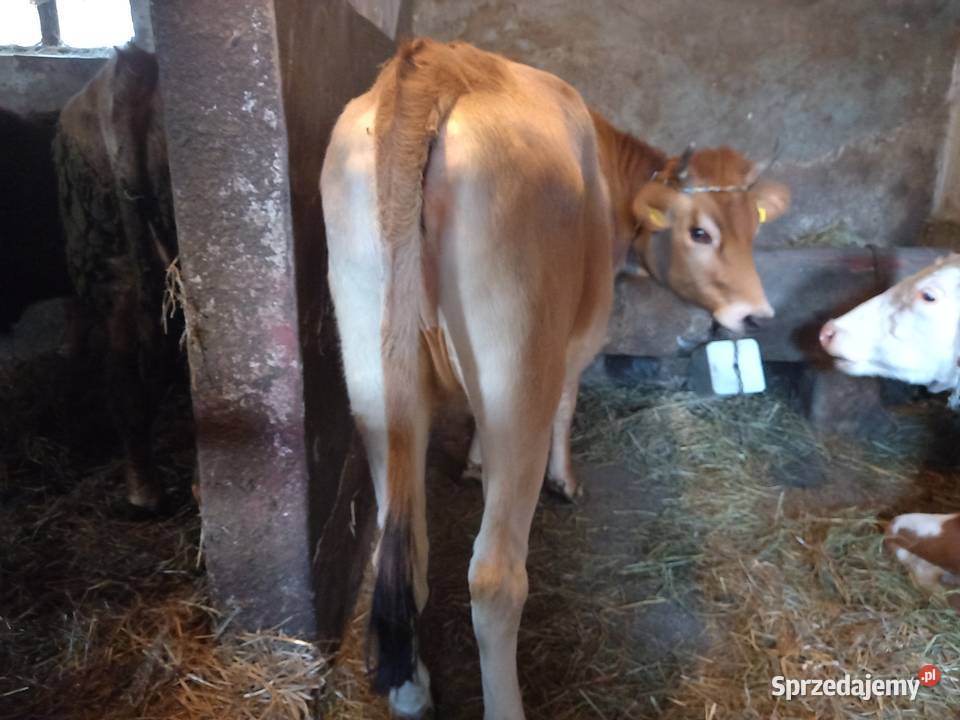 Jałówka Krowa Mleczna Jersey