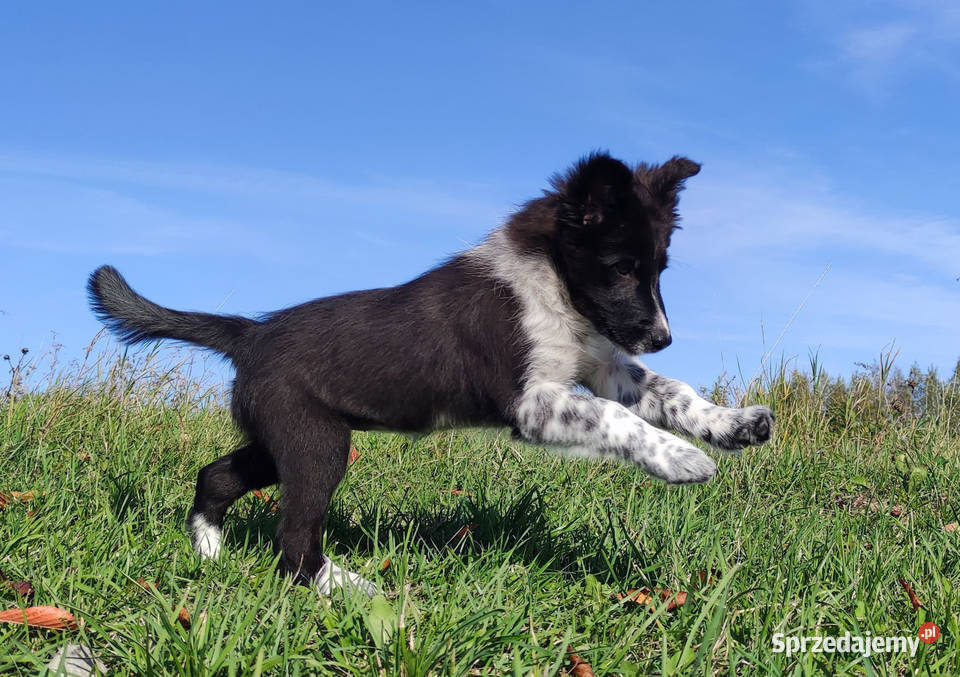 Suczka BORDER COLLIE z pełną dok przebadani Pozostałe Iwonicz