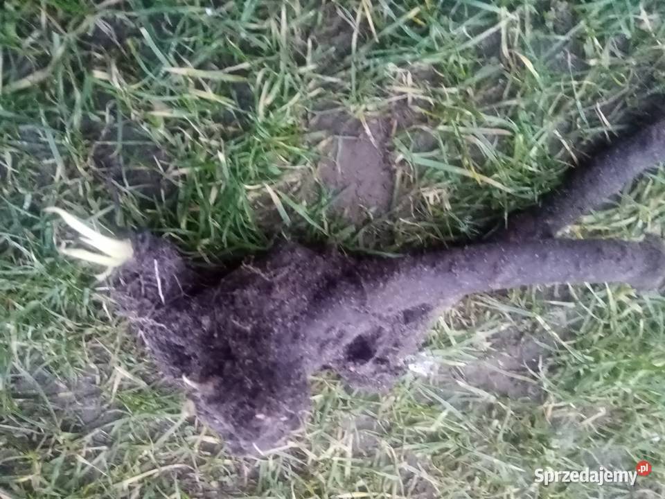 Malwa kosmos bluszczyk krokosmi ślaz 3st Nowy Dwór Wejherowski sprzedam