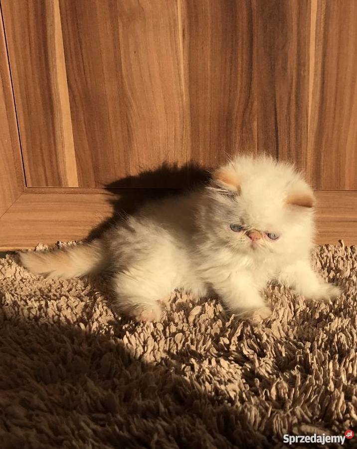 Kot perski persy Kędzierzyn-Koźle