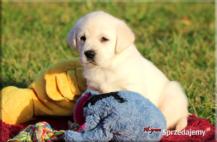 Labrador żółtebiszkoptowe szczenięta ZKWP FCI sprzedam
