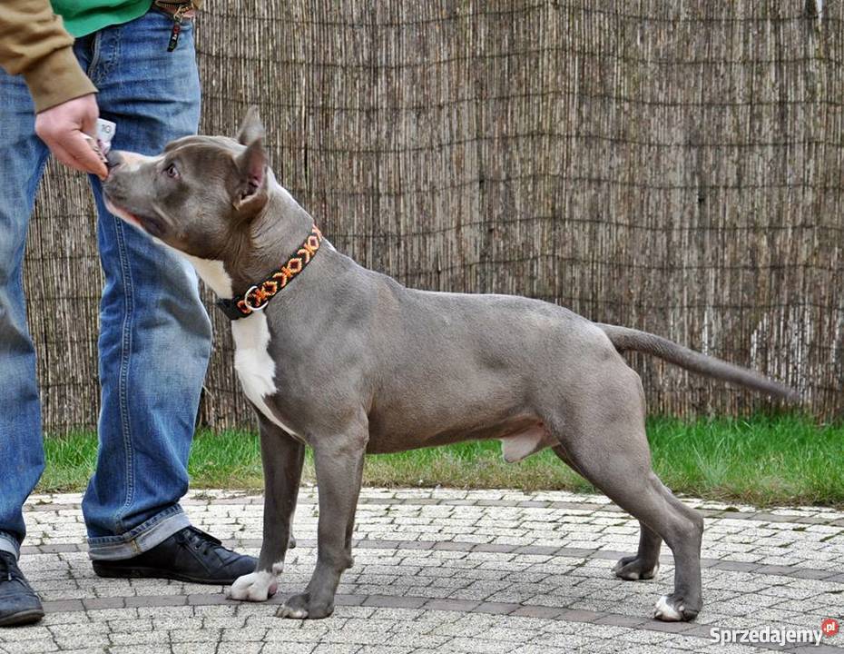 piękne szczenięta american staffordshire terrier Obryte