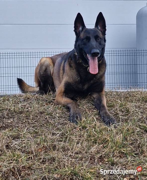 Owczarek belgijski Malinois FCI Zapowiedz miotu Owczarek Nowy Sącz