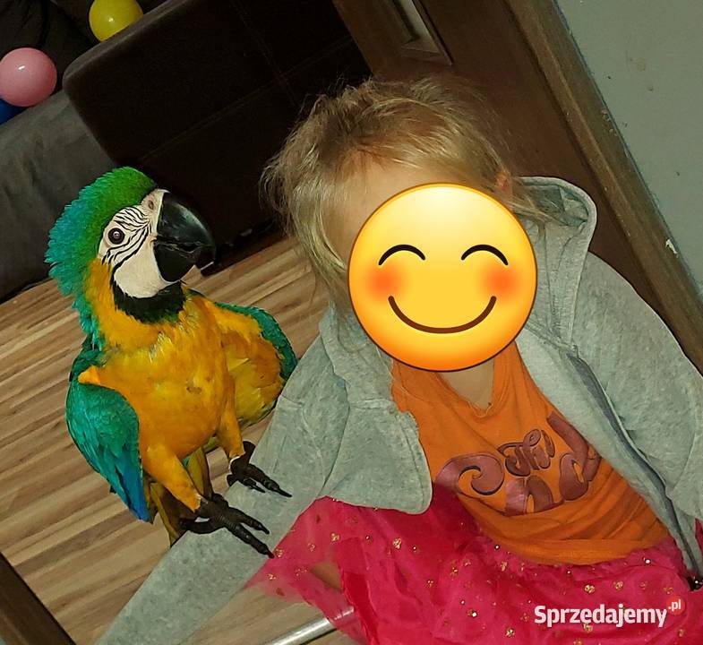 Para Ary Ararauna Jankowice