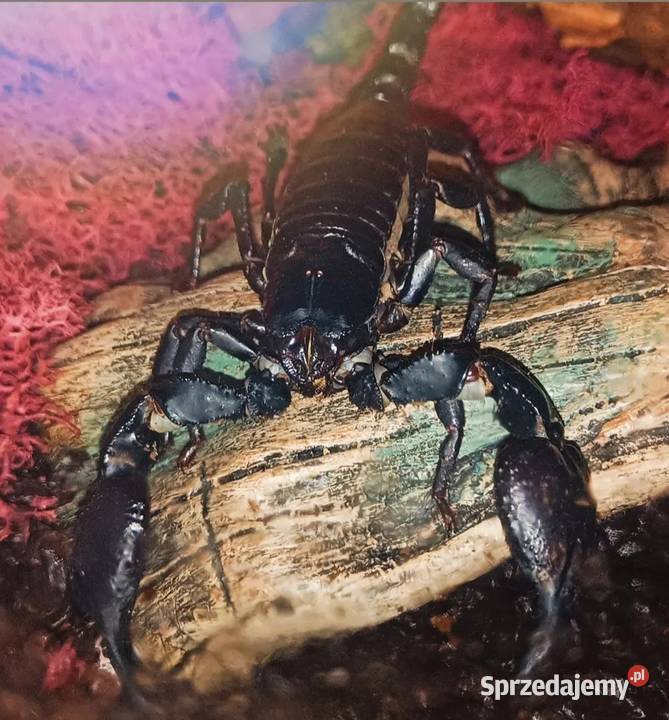 Likwidacja hodowli ptaszniki i skorpiony Pozostałe Wrocław