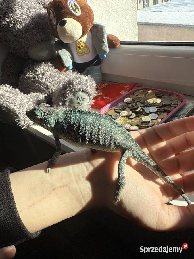 Kameleon Lamparci  z terarium i pełnym potrzebnym wyposazeniem