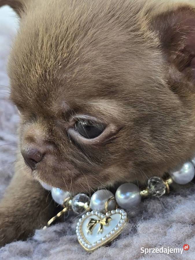 Chihuahua Czekoladowy XXS
