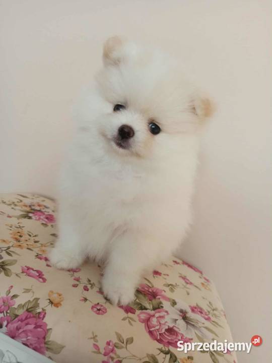 Szpic miniaturowy pomeranian Bydgoszcz