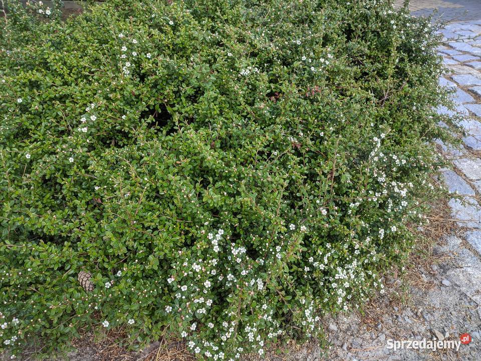 Irga Coral Beauty miododajna duże sadzonki Lublin