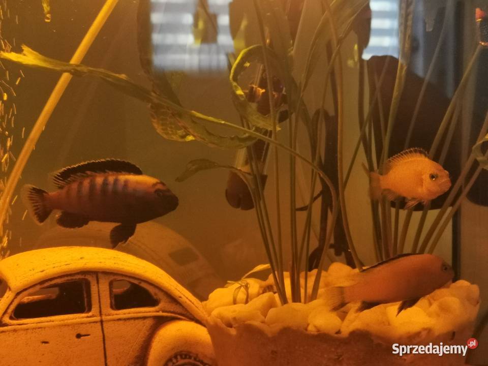 Ryby Rybki Akwariowe Akwaryjne Pyszczaki wielkopolskie Grodzisk Wielkopolski