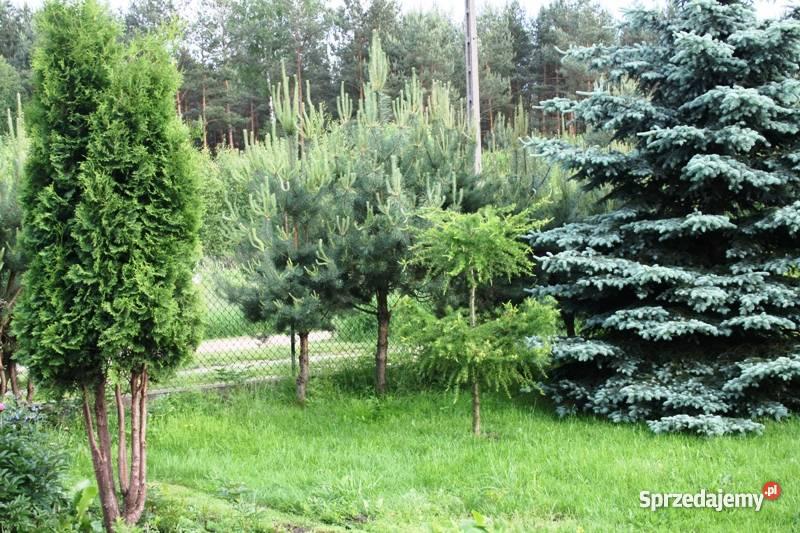 Dom rzeką Świder oaza spokoju wolnostojący Otwock sprzedam