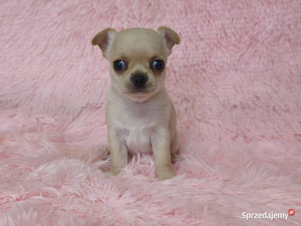 Chihuahua krótkowłosa sunia ZKwP FCI Świnoujście