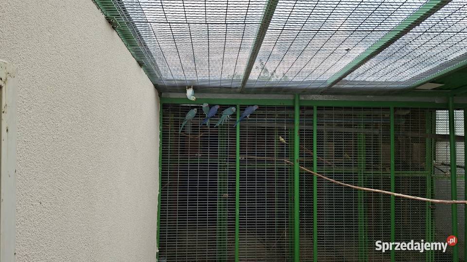 Aleksandretta aleksy aleksandretty obrożna Chrzypsko Małe