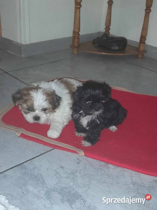 Pieski shihtzu Shih Tzu Zwierzęta lubelskie Szczebrzeszyn