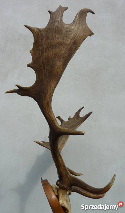 PorożeRogi JeleniaDanielabyka STAN IDEALNY Pszczyna