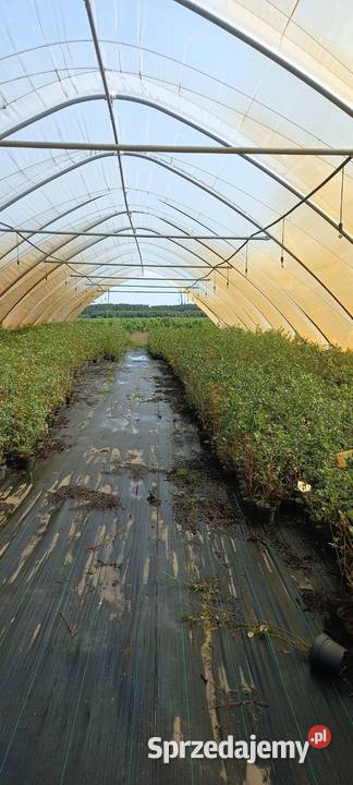 Sadzonki borówki amerykańskiej 3 i 4letnie podkarpackie Radomyśl nad Sanem