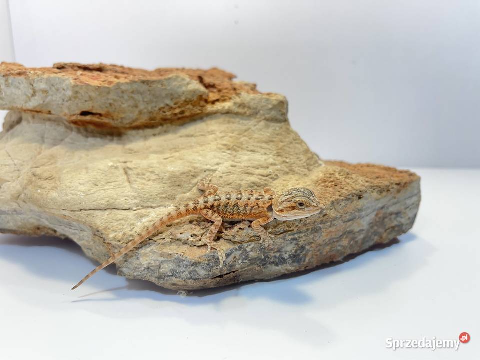 Agama Brodata Orange red translucent Gady i płazy Tczew