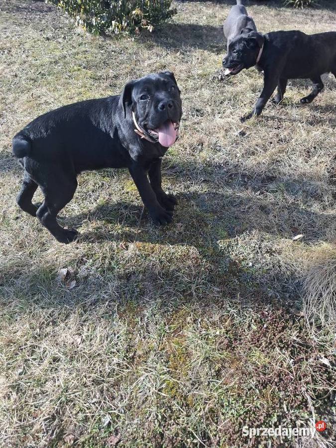 Szczeniaki Cane Corso