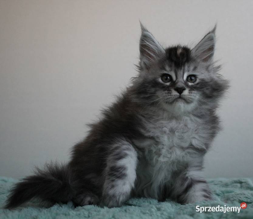 Jedna koteczka i dwa kocurki maine coon