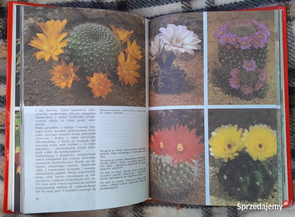 Poradnik Kwiaty w naszym domu K Jacobi ISBN 8309014805 mazowieckie Warszawa