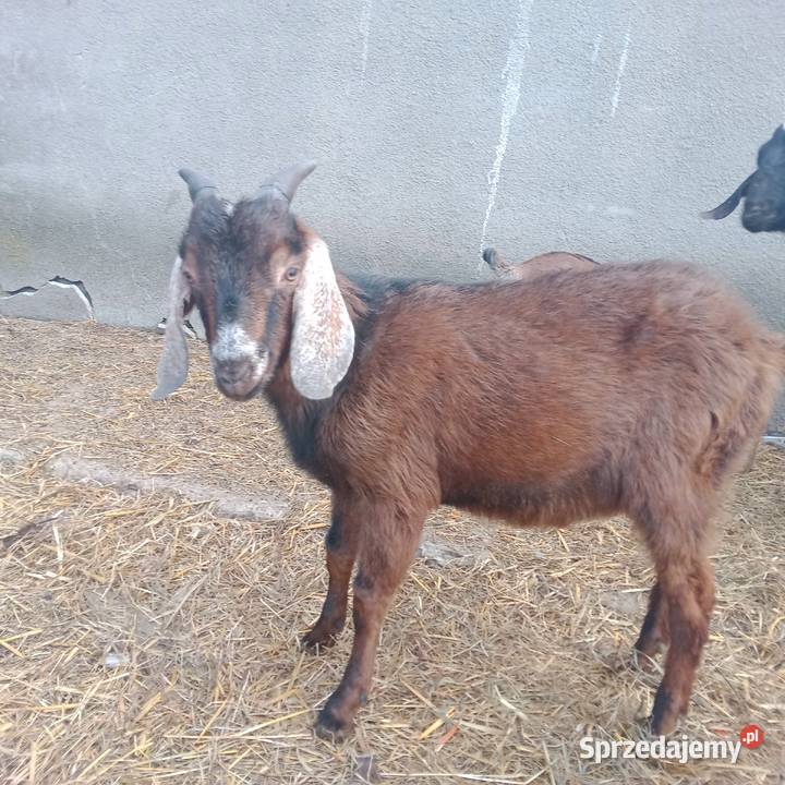 Sprzedam Koziołki i Kozy Anglonubijskie mazowieckie Zwoleń sprzedam