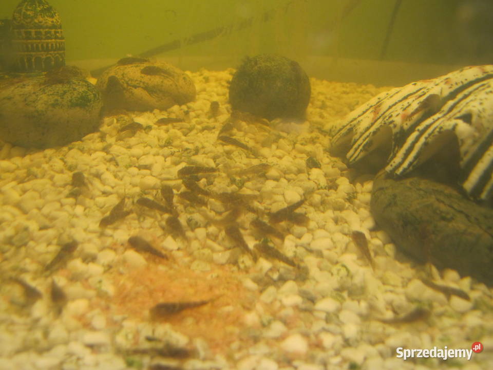 Młode glonojady Toruń sprzedam