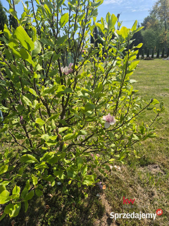 Grunt 2000m2 Gostyń Wojciecha Drzymały 2003m2