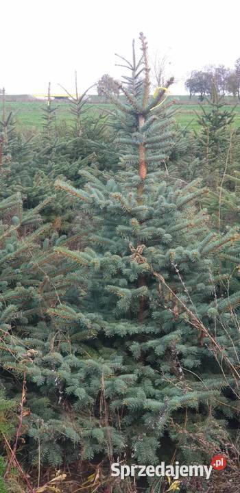 CHOINKI Ładne świerki i jodły ciętę z własnej Ryki