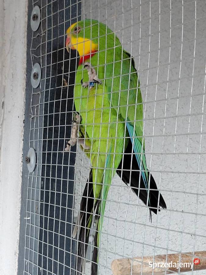 Sprzedam samca barabandy lubuskie Świebodzin