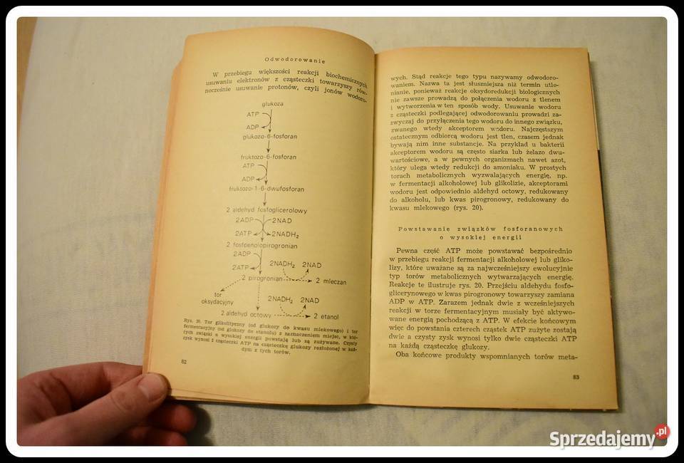 John Paul Podstawy biologii współczesnej Książki naukowe i popularnonaukowe Płock sprzedam