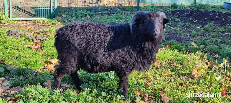 Baran tryk owce Skudde Pilec