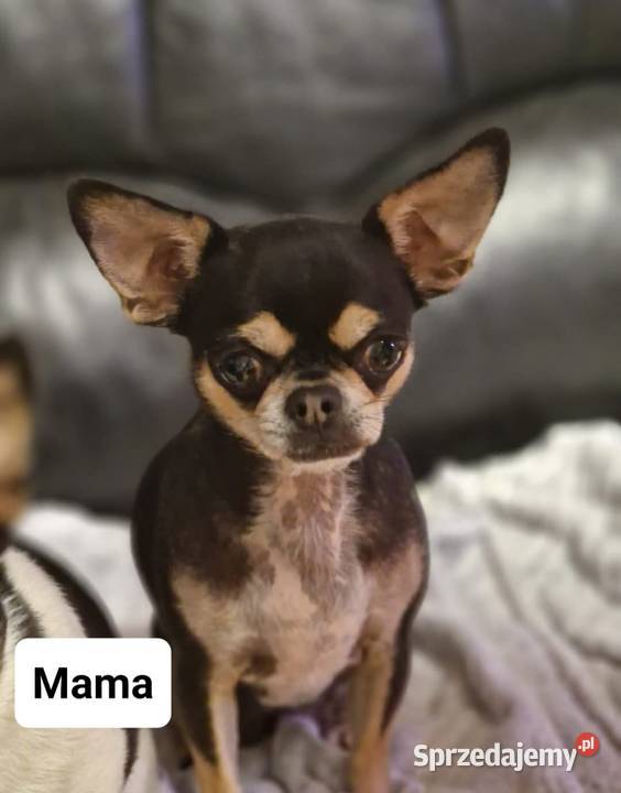 Dziewczynka chihuahua Wrocław
