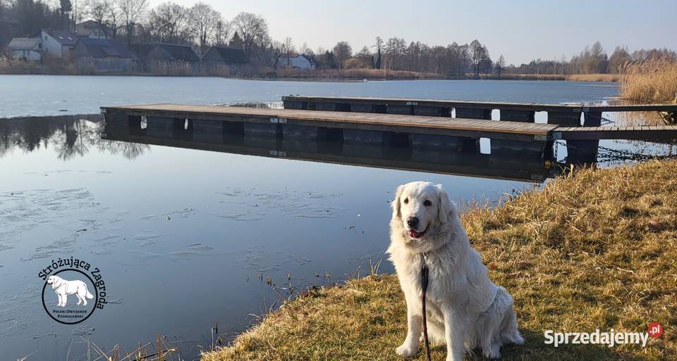 Owczarek Podhalański Pyzokluski Owczarek Iłża