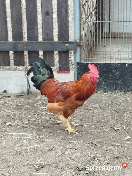 Kogut koguty sprzedam