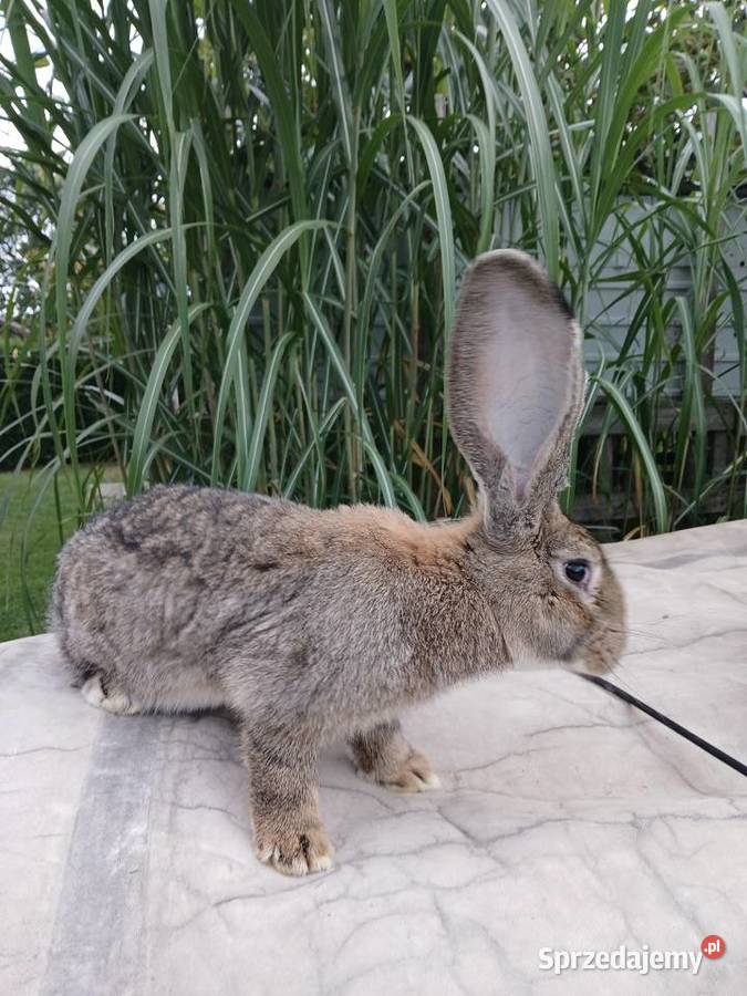 Samiec Rasy Belg Olbrzym podkarpackie