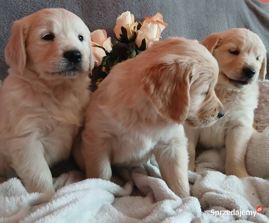 Golden Retriever z rodowodem Toruń