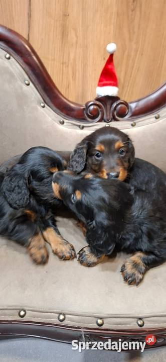 Jamnik miniaturowy długowłosy Psy wielkopolskie