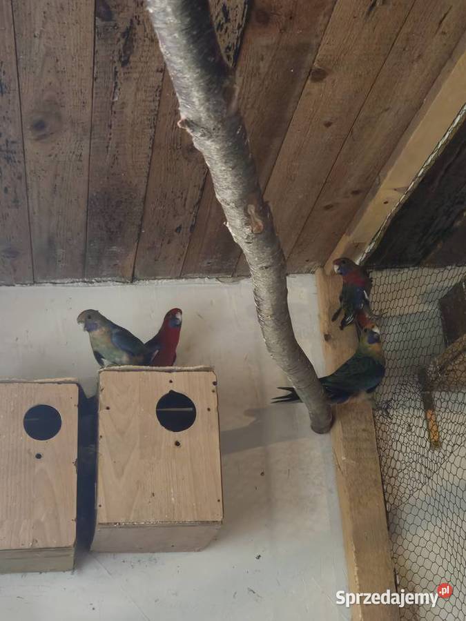 Sprzedam rozelle królewskie Mądre