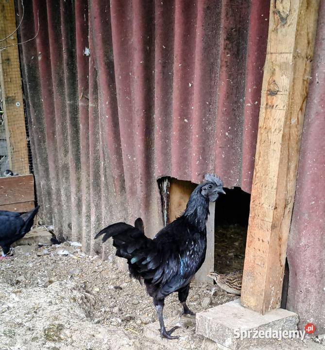 Sprzedam parę kur ayam cemani Gierałtowice