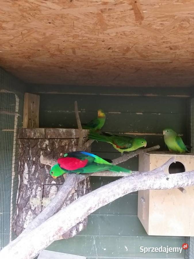 Papugi czerwonoskrzydłe Wieliczka sprzedam