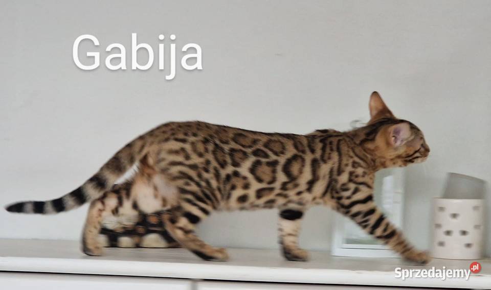 Perfekcyjna kotka bengalska Gabija Koty Konin