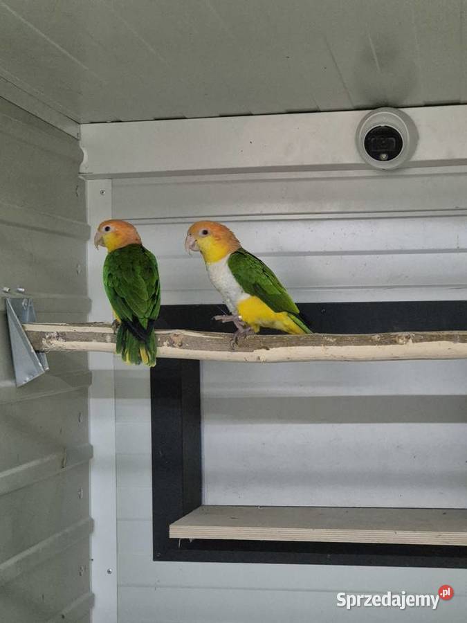 Barwinki pary lęgowe sprzedam