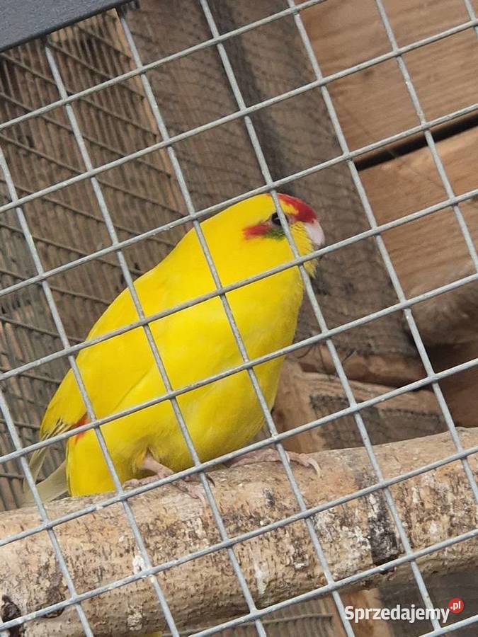 Papugi pomorskie Połchowo