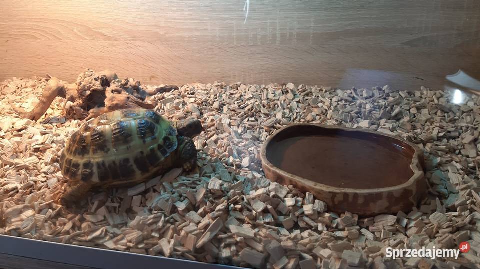 Żółw stepowy terrarium Rybnik
